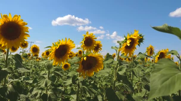 Um campo de flores de girassol amarelo contra um fundo de nuvens. Um girassol oscila ao vento. Belos campos com girassóis no verão. Cultivo de culturas que amadurecem no campo . — Vídeo de Stock