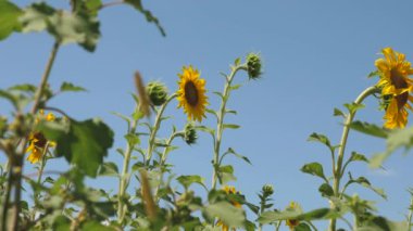 Bulutların arka planına karşı sarı ayçiçeği çiçeklerinden oluşan bir alan. Rüzgarda bir ayçiçeği sallar. Yazın ayçiçeği olan güzel tarlalar. Tarlada olgunlaşan ekinler.
