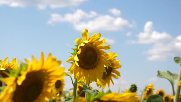 Słonecznik kołysze się na wietrze. Piękne pola z słoneczniki w lecie. Uprawa upraw dojrzewających w terenie. Pole żółte kwiaty słonecznika na tle chmur. — Wideo stockowe
