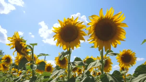 Pole žlutých slunečnicových květin na pozadí mraků. Slunečnice se houpe ve větru. Krásná pole se slunečnicemi v létě v paprscích jasného slunce. Oříznutí plodin dozrávajících na poli. — Stock video