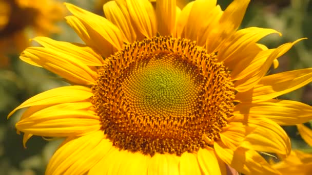 tournesol à fleurs jaunes en gros plan. Un tournesol oscille dans le vent. Beaux champs avec tournesols en été. Une récolte de graines mûrit dans le champ .