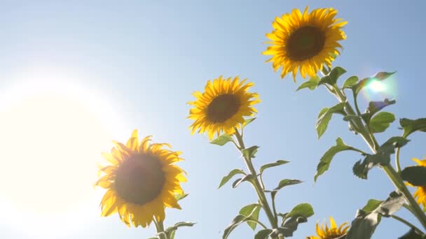 Vackra fält med solrosor på sommaren i strålar av ljus sol. Gröda av grödor mognaden i fält. fält av gula solros blommor mot en bakgrund av moln. solros gungar i vinden. — Stockvideo