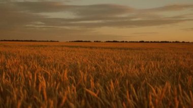 Buğday alanı üzerinde kırsal ile güzel günbatımı. alanda olgun buğday kulakları. Güneş buğday bitkileri aydınlatır. günbatımı altın ışınları pastoral doğası büyük sarı buğday zemin.