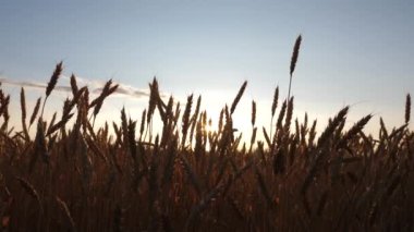 Mavi gökyüzüne karşı olgunlaşan buğday tarlası. Tahıllı buğday başakları rüzgarı sallar. tahıl hasadı yazın olgunlaşır. Tarım sektörü konsepti. Çevre dostu buğday