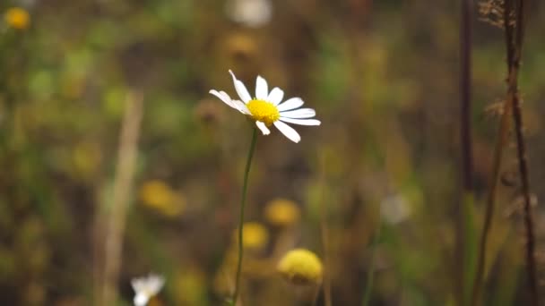 Vit Daisy blomma skakar av vinden på sommaren i ett fält. Närbild. Vackra våren prästkragar på ängen. — Stockvideo