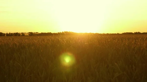 Belo pôr-do-sol com o campo sobre um campo de trigo. espigas de trigo maduras no campo. sol ilumina as culturas de trigo. enorme chão de trigo amarelo na natureza idílica em raios dourados do pôr do sol . — Fotografia de Stock