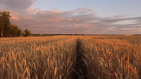 Zralá sklizeň obilovin na oblohu. uši z pšenice třesavé. obrovské žluté pšeničné dno v idylické přírodě ve zlatých paprscích západu slunce. Krásná bouřka s mraky na venkově nad polem pšenice. — Stock fotografie