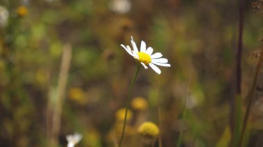 Beyaz papatya çiçeği bir tarlada yaz aylarında rüzgar tarafından sallar. Close. Çayırda güzel bahar papatyalar.