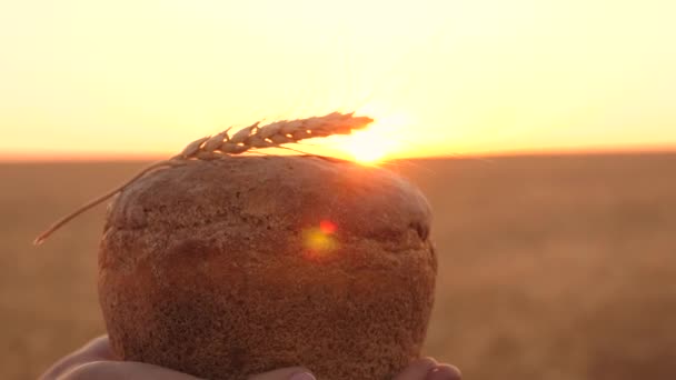 Leckeres Brot auf Palmen. Brotlaib mit einer Ähre Weizen, in den Händen eines Mädchens über dem Weizenfeld bei Sonnenuntergang. Nahaufnahme. leckeres Brot in Händen trägt junge schöne Frau auf einem Weizenfeld. — Stockvideo