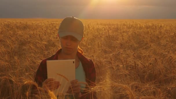 Mulher agricultora a trabalhar com um comprimido num campo de trigo, ao pôr do sol. mulher de negócios planeja lucro em um campo de trigo. Mulher agrônomo com um tablet estuda a cultura de trigo no campo. conceito de agricultura . — Vídeo de Stock