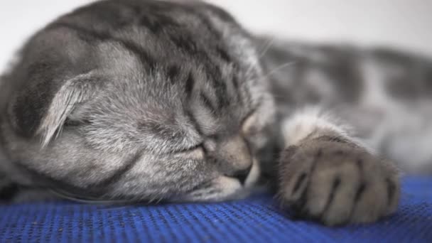 Chat heureux ment et dort. Gros plan. beau britannique écossais plier chat. animal repose dans la chambre. beau chat tabby . — Video