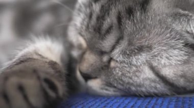 mutlu kedi yalan söyler ve uyur. Close. güzel İngiliz İskoç kat kedi. evcil hayvan odada dinlenir. güzel tekir kedi.