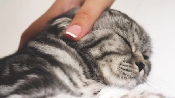 Proprietário acaricia os gatos de volta. gato feliz mente e olha para a lente da câmera. close-up. belo britânico escocês dobra gato. pet descansa no quarto. gato bonito tabby . — Vídeo de Stock