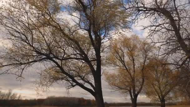 Schöne Weide mit vergilbtem Laub vor einem herbstblauen Himmel mit Wolken. Zeitlupe. Park im Herbst. — Stockvideo