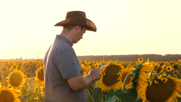 Hombre agrónomo osamatrivaet flores y semillas de girasol. Empresario con tableta examina su campo con girasoles. granjero camina en un campo de floración . — Vídeo de stock