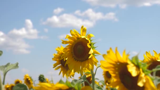 Een zonnebloem sways in de wind. Prachtige velden met zonnebloemen in de zomer. Gewas van gewassen die in het veld rijpen. Een veld van gele zonnebloem bloemen tegen een achtergrond van wolken. — Stockvideo