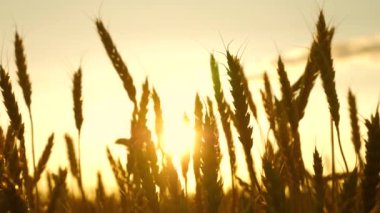 Tahıllı buğday başakları rüzgarı sallar. Tahıl hasadı yazın olgunlaşır. Mavi gökyüzüne karşı olgunlaşan buğday tarlası. Tarım sektörü konsepti. Çevre dostu buğday