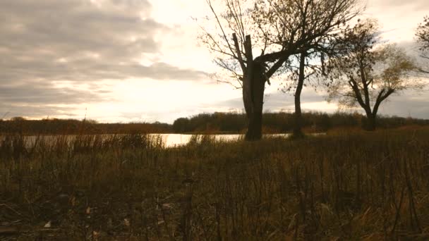 Parque en otoño. árbol con follaje amarillo junto al lago. hermoso cielo con nubes sobre el parque de otoño y el lago. Movimiento lento . — Vídeos de Stock