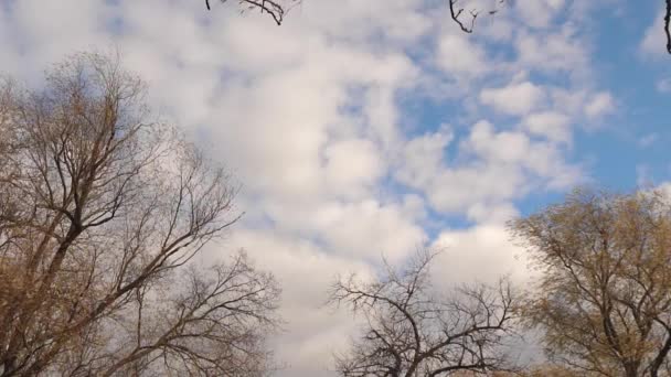公园在秋天。美丽的柳树与黄叶背景的秋天蓝天与云。慢动作. — 图库视频影像