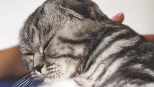 Herrchen streichelt die Katzen zurück. Glückliche Katze liegt da und blickt in die Kameralinse. Nahaufnahme. schöne britische schottische Faltkatze. Haustier ruht im Zimmer. schöne gestromte Katze. — Stockvideo