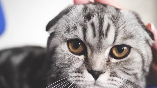 Proprietária acaricia os gatos de volta. gato feliz mente e olha para a lente da câmera. close-up. belo britânico escocês dobra gato. pet descansa no quarto. gato bonito tabby . — Vídeo de Stock