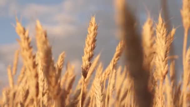 Špičáky pšenice s obilím otřásají větrem. Sklizeň zrní v létě. Pole zralosti pšenice proti modré obloze. Zemědělský podnikatelský koncept. Šetrná k životnímu prostředí — Stock video