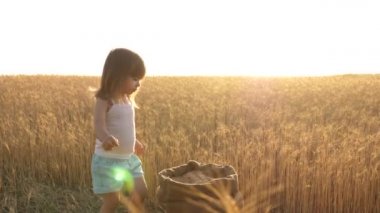 bebek tahılı avucun içinde tutar. küçük oğlu, çiftçi kızı, tarlada oynuyor. küçük çocuk bir buğday tarlasında bir çuval içinde tahıl oynuyor. tarım kavramı. elinde buğday ile çocuk.