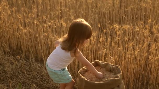 Kind met tarwe in de hand. baby houdt het graan op de Palm. kleine zoon, de boerendochter, speelt in het veld. klein kind speelt graan in een zak in tarwe veld. landbouw concept. — Stockvideo