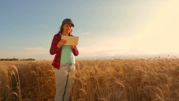 Affärskvinna med en tablett studerar vete gröda i fält. Bonde kvinnan arbetar med en tablett i ett vetefält, planerar en spannmåls gröda. affärskvinna inom området att planera sin inkomst. jordbruk koncept. — Stockvideo