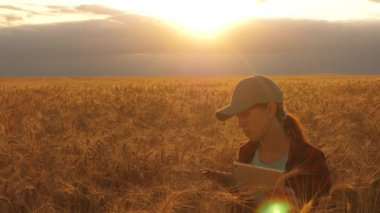 Çiftçi kadın gün batımı ışığında, bir buğday tarlasında bir tablet ile çalışıyor. iş kadını bir buğday tarlasında kar planlıyor. Tabletli kadın agronomist tarlada buğday mahsulünü inceliyor. tarım kavramı.