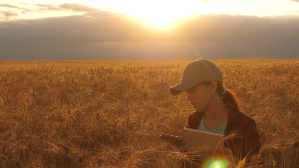 Mujer agricultora que trabaja con una tableta en un campo de trigo, a la luz del atardecer. mujer de negocios planea ganancias en un campo de trigo. Mujer agrónoma con una tableta estudia la cosecha de trigo en el campo. concepto de agricultura . — Vídeo de stock