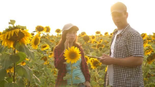 Businesswoman and businessman in field plan their income. agronomist studies crop of a sunflower. farmer man works with tablet in sunflower field in rays of sunset. concept of farming and agriculture — Stock Video