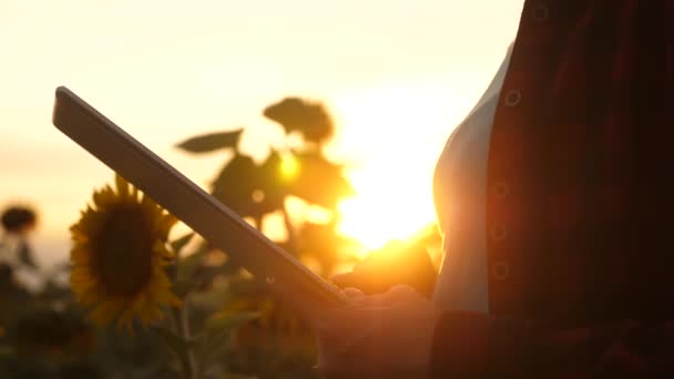 Handen van zakenvrouw worden gedrukt op het scherm van de Tablet in het veld van zonnebloem in stralen van zonsondergang. Close-up. boer meisje werken met Tablet in zonnebloem veld. vrouwelijke agronoom zakelijke correspondentie — Stockvideo