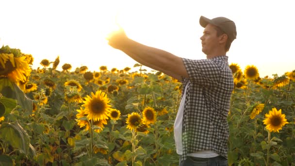 Zakenman werkt met een Tablet in een zonnebloem veld bij zonsondergang licht. boer werkt met een Tablet op een tarwe veld. agronoom bestudeert het gewas van een zonnebloem. begrip landbouw en landbouw. — Stockvideo