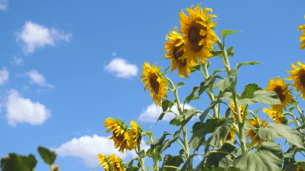 Piękne pola z słoneczniki w lecie w promieniach jasnego słońca. Uprawa upraw dojrzewających w polu. żółte kwiaty słonecznika na tle chmur. Słonecznik kołysze się w wiatr. — Wideo stockowe