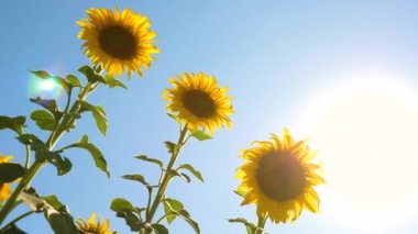 gökyüzü ve güneşe karşı sarı ayçiçeği çiçek alanı. Parlak güneş ışınları yaz aylarında ayçiçeği ile güzel alanlar. Tarlada olgunlaşan ekinler. rüzgarda ayçiçeği salyaları.