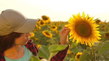 Ayçiçeği alanında tablet ile çalışan çiftçi kadın çiçek açan ayçiçeği inceler. kadın agronomist bir ayçiçeği çiçeklenme okuyor. kendi gelirlerini planlama alanında iş kadını. Tarım konsepti