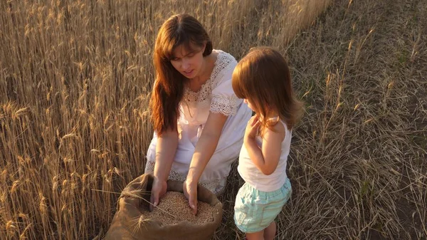 Мати і маленька дитина граються з зерном у мішку на пшеничному полі. щаслива мати фермер грає з маленьким сином, дочкою в полі. вухо пшениці в руці дитини. Концепція сільського господарства . — стокове фото