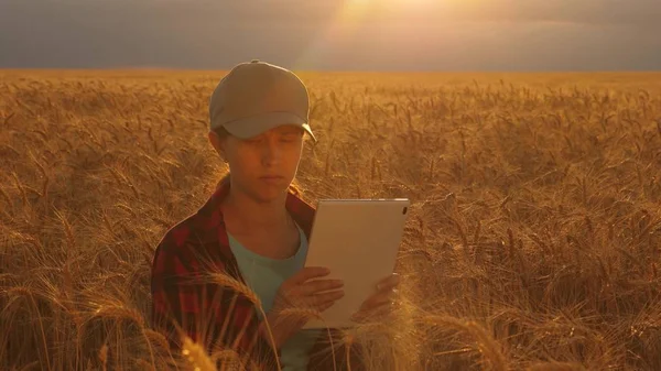 Çiftçi kadın gün batımı ışığında, bir buğday tarlasında bir tablet ile çalışıyor. iş kadını bir buğday tarlasında kar planlıyor. Tabletli kadın agronomist tarlada buğday mahsulünü inceliyor. tarım kavramı. — Stok fotoğraf