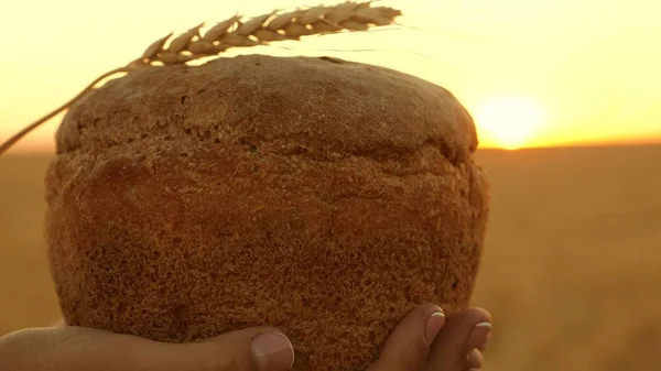 Brood met een oor van tarwe, in handen van meisje over tarwe veld in zonsondergang. Close-up. Heerlijk brood in handen draagt jonge mooie vrouw op een tarwe veld. lekker brood op palmen. — Stockfoto