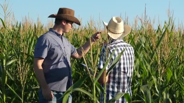 Farmers in field with corn. teamwork and victory. Businessmen with tablet examines their field with corn. concept of agricultural business. Agronomists men ozamatrivayut flowering and corn cobs. — Stock Video