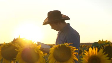 Tabletli işadamı tarlasını ayçiçekleriyle inceliyor. çiftçi adam usametrivaet çiçekler ve ayçiçeği tohumu. tarımsal iş kavramı. agronomist çiçekli bir alanda yürüyor.