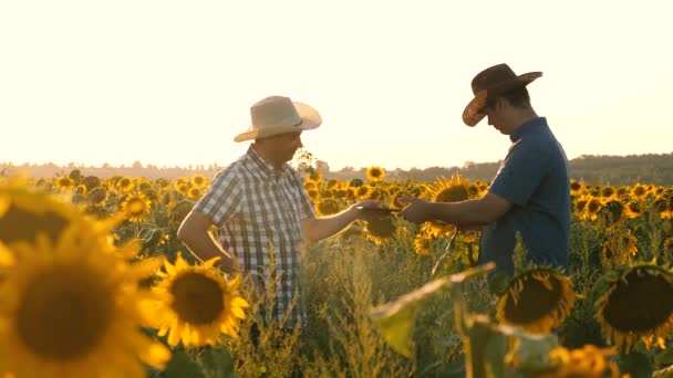 农民在田间与向日葵。团队合作和胜利。农学家男子奥扎马特里瓦尤特开花和玉米棒。用药片的商人用玉米检查他们的田地。农业经营理念 — 图库视频影像