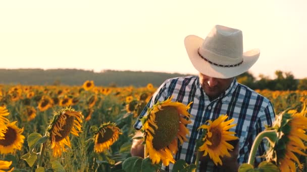Landwirt mit Tablet arbeitet auf einem Sonnenblumenfeld. Ein Agrarwissenschaftler untersucht Blumen und Sonnenblumenkerne. Geschäftsmann mit Tablette erwägt Saatguternte. landwirtschaftliches Geschäftskonzept. — Stockvideo