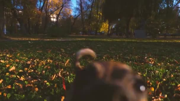 Rolig hund hoppar och spelar på gräsmattan. Förfölja lekar med pinnen och med ägaren in parkera i bländning av den sättande sunen. Skötsel och utbildning för sällskapsdjur. — Stockvideo