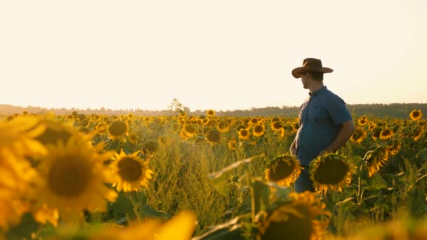 Ein Bauer geht auf einem blühenden Feld umher. Ein Agrarwissenschaftler untersucht Blumen und Sonnenblumenkerne. Geschäftsmann sein Feld mit Sonnenblumen. landwirtschaftliches Geschäftskonzept. — Stockvideo