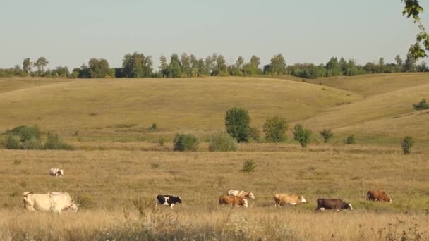牛在牧场上吃草。乳品经营理念。在草地上的牛。农业生态养牛的概念. — 图库视频影像