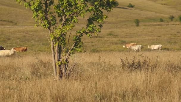 牛は牧草地で放牧します。酪農事業のコンセプトです。草原の牛。生態学的な牧畜農業の概念. — ストック動画
