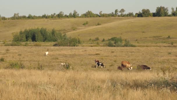 Krávy se pasou na pastvinách. Mléčné obchodní koncepce. skot na louce. Koncepce ekologického chovu dobytka v zemědělství. — Stock video