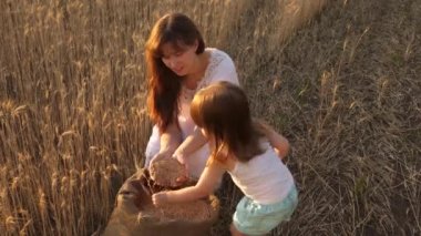 Anne çiftçi küçük oğluyla oynuyor, tarladaki kızıyla.bir çocuğun elinde buğday kulağı. anne ve küçük çocuk bir buğday tarlasında torba içinde tahıl ile oynuyorlar. Tarım kavramı.